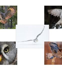 Korttivalikoima "Pöllöt" 5 kpl